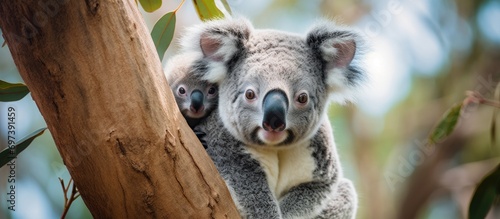 Currumbin Wildlife Park in Australia is home to koalas. photo