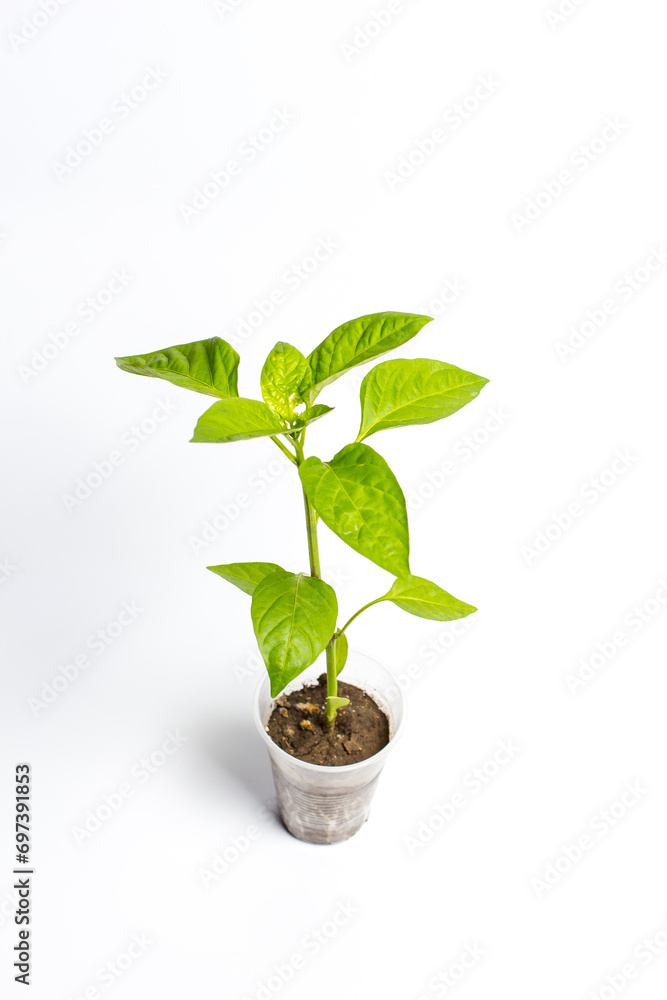 Small sprouts of seedlings in plastic cups, growing vegetables Small sprouts of seedlings in plastic cups, growing vegetables