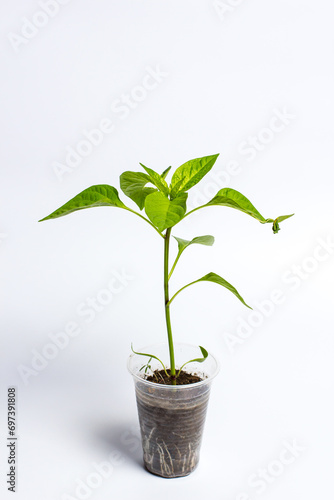 Small sprouts of seedlings in plastic cups  growing vegetables