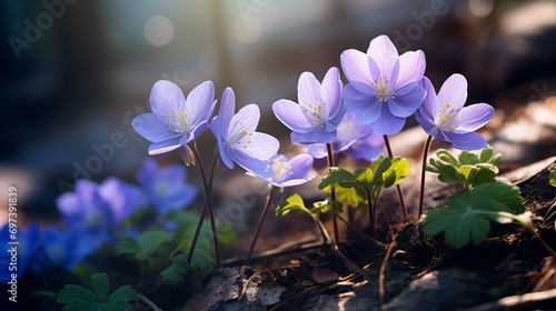 The forest is filled with beautiful spring flowers that bloom. hepatica hepatica nobilis is a stunning flower. photo