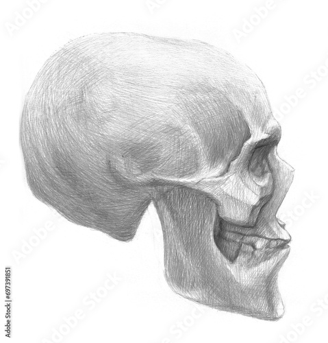 Pencil drawing skull. Side view (ID: 697391851)