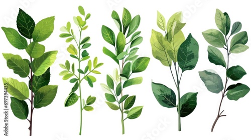 A bunch of green leaves on a white background. Can be used for nature  environmental  or botanical themes