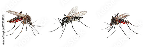 Set of mosquitoes are vectors of malaria on white or transparent background © ArunKanti