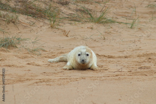 Seal pup on the beach photo