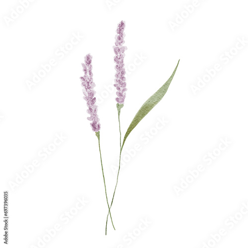 Fototapeta Naklejka Na Ścianę i Meble -  Watercolor provence lavender flowers. Elegant floral illustration, element isolated on white. Hand drawn for invitation, printed, other design.