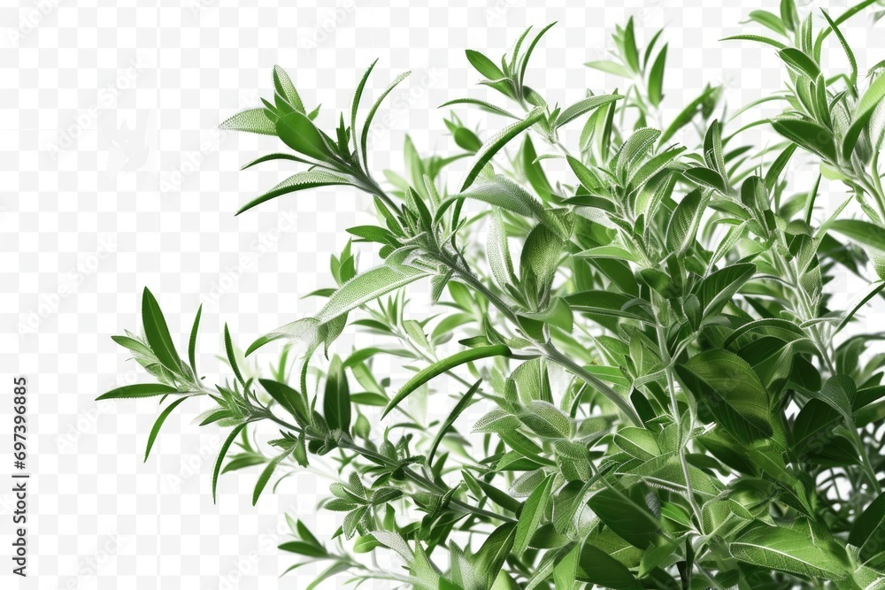 Obraz premium A detailed view of a plant with vibrant green leaves. Perfect for adding a touch of nature to any project