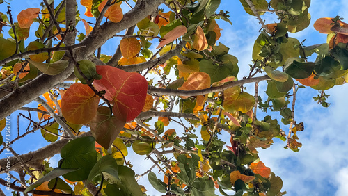 Colorful Leaves in Key West Florida photo