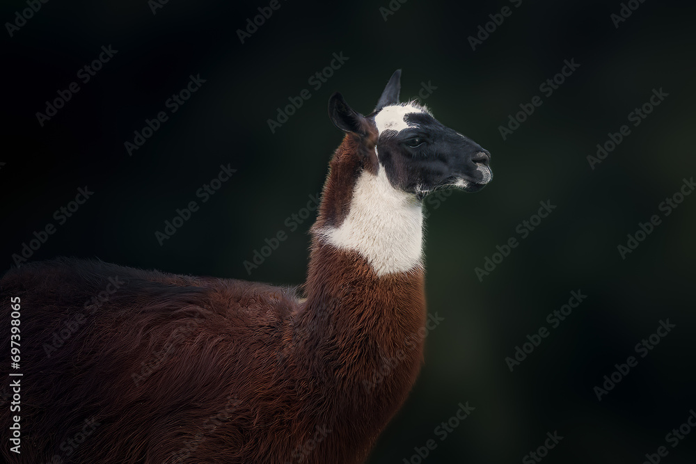 Llama (Lama glama) - South american camelid Llama (Lama glama) - South american camelid