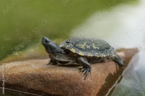 Yellow-spotted River Turtle (Podocnemis unifilis)