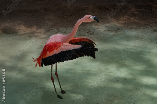 Chilean Flamingo flapping wings (Phoenicopterus chilensis) photo