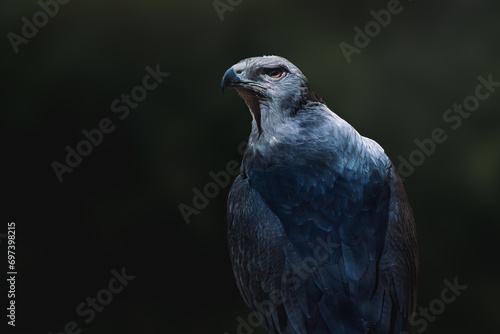 Black-chested Buzzard-eagle (Geranoaetus melanoleucus) - Bird of Prey photo