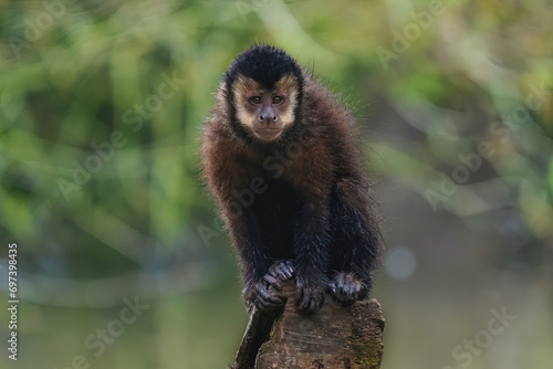 Black Capuchin Monkey (Sapajus nigritus) photo