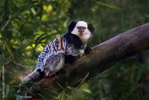 Sticker White-headed Marmoset monkey (Callithrix geoffroyi)