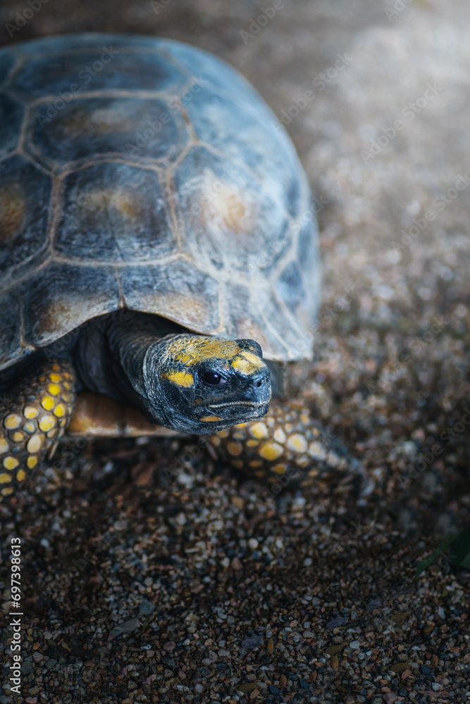 Obraz premium Yellow footed Tortoise (Chelonoidis denticulata)