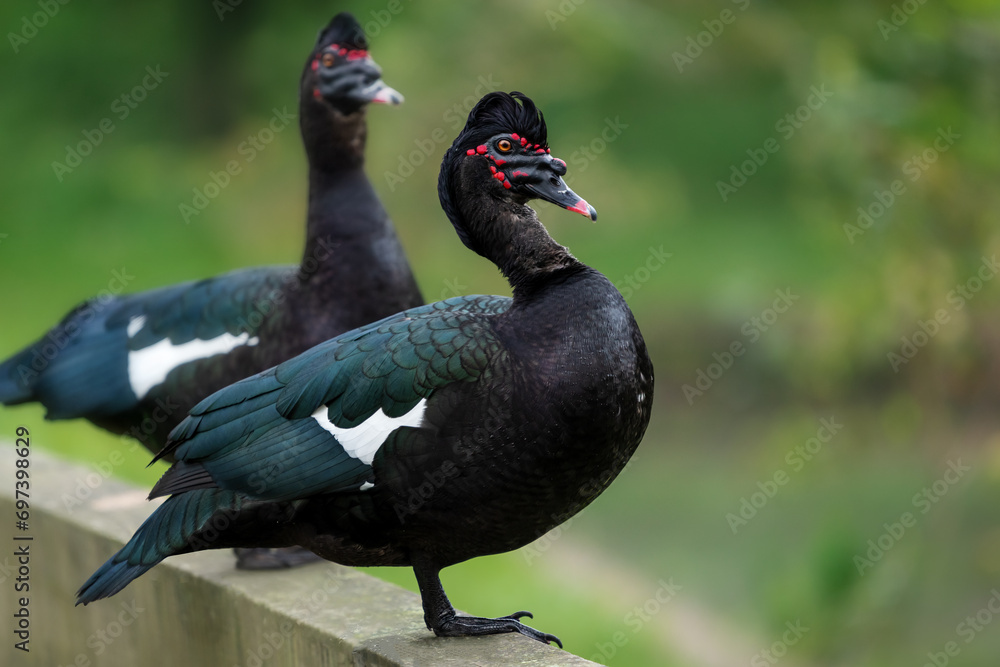 Wild Muscovy Duck (Cairina moschata) Wild Muscovy Duck (Cairina moschata)