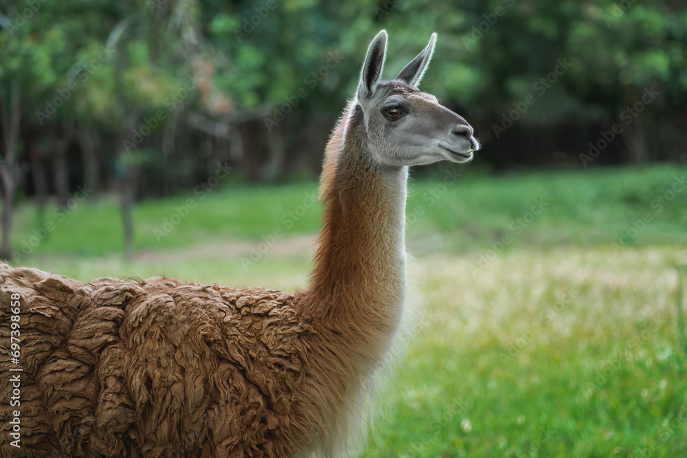 Guanaco (Lama guanicoe) - South american camelid Guanaco (Lama guanicoe) - South american camelid