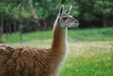 Guanaco (Lama guanicoe) - South american camelid
