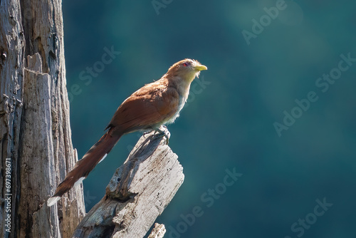 Squirrel Cuckoo bird (Piaya cayana) photo