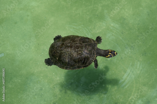 Yellow-spotted River Turtle (Podocnemis unifilis) on water photo