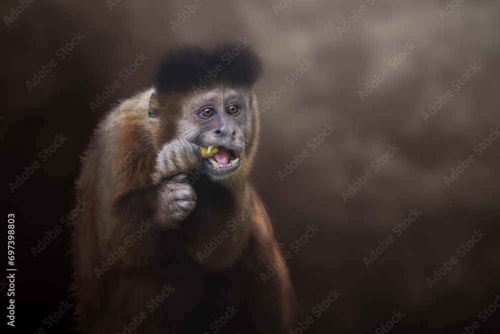 Fototapeta premium Black Capuchin Monkey eating (Sapajus nigritus)