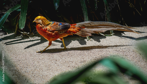 Golden Pheasant (Chrysolophus pictus) - Ornamental Bird photo