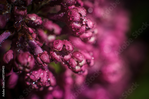 Spring lilac flowers with dew drops