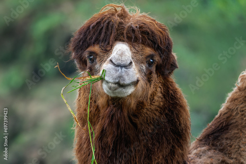 Bactrian Camel eating (Camelus bactrianus) photo
