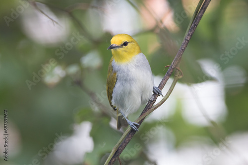 The sangkar white-eye (Zosterops melanurus) is a bird species in the family Zosteropidae. photo