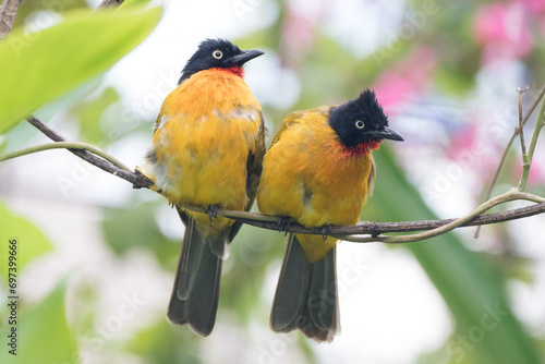 Pycnonotus melanicterus. While in English it is called Black-crested Bulbul photo