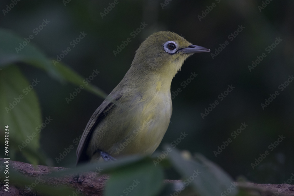 Obraz premium The sangkar white-eye (Zosterops melanurus) is a bird species in the family Zosteropidae.