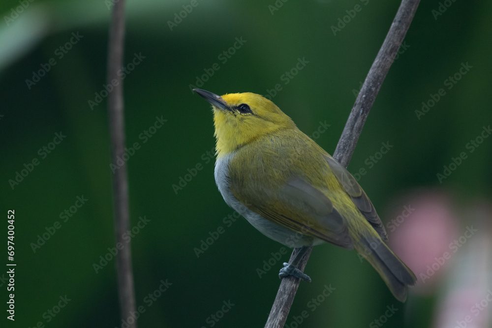 Obraz premium The sangkar white-eye (Zosterops melanurus) is a bird species in the family Zosteropidae.