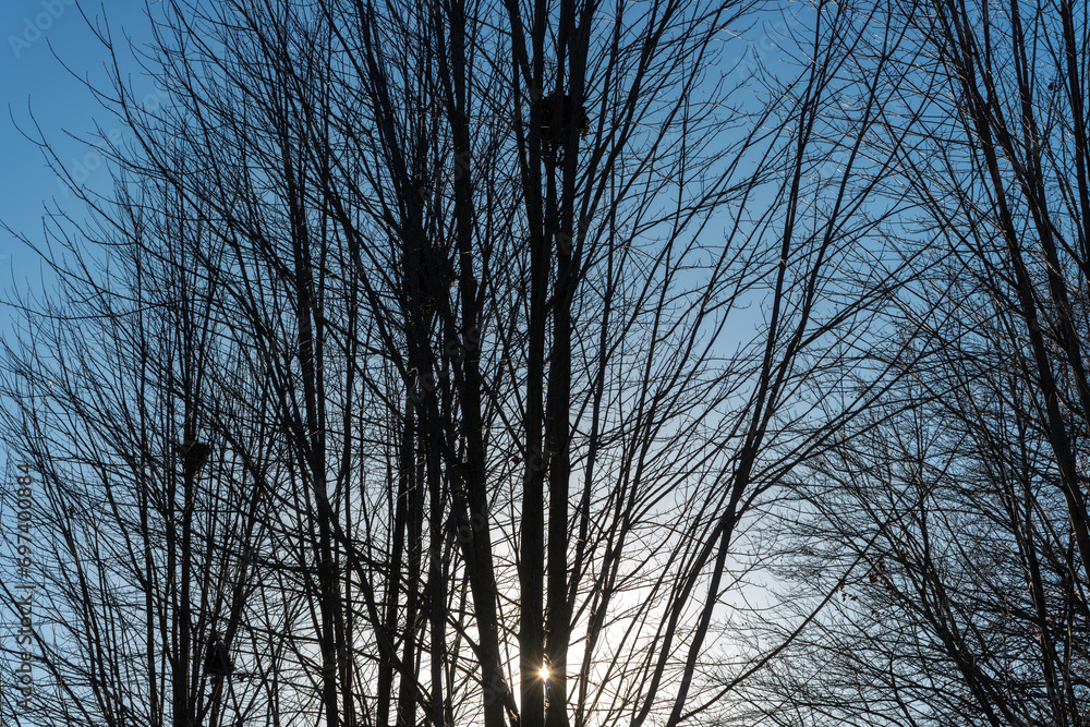 silhouette of trees with setting sun peeking through the trunks silhouette of trees with setting sun peeking through the trunks