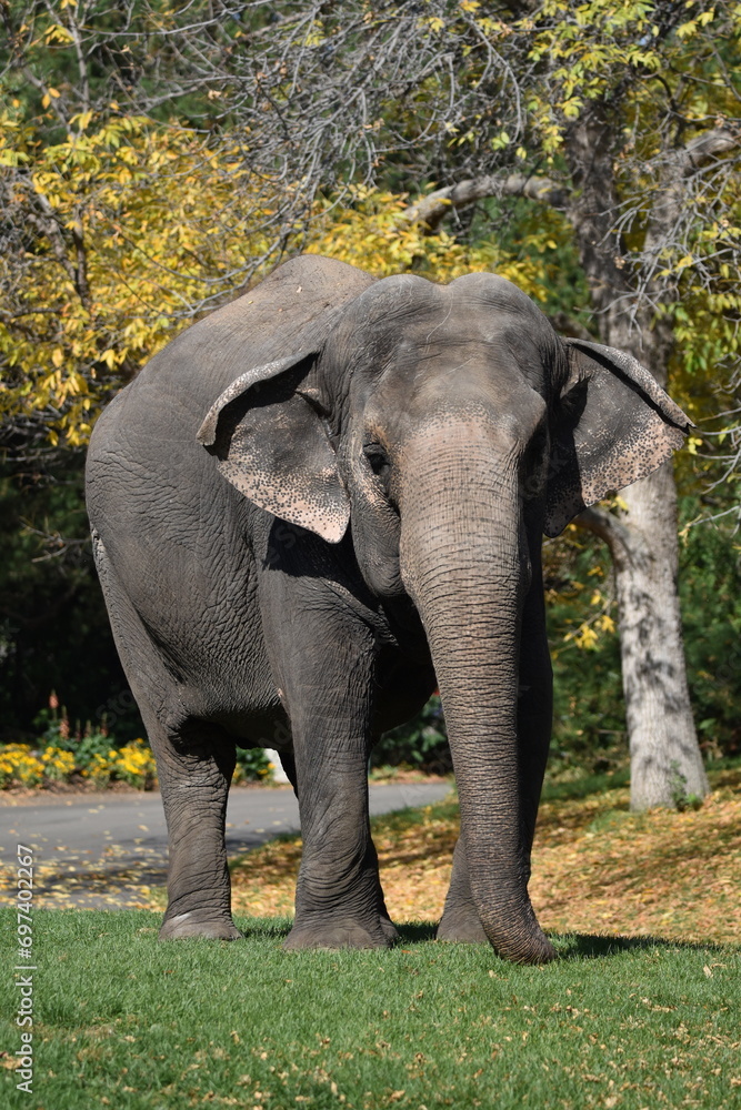 Fototapeta premium Lucy the Elephant on a Fall Stroll