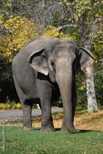 Lucy the Elephant on a Fall Stroll