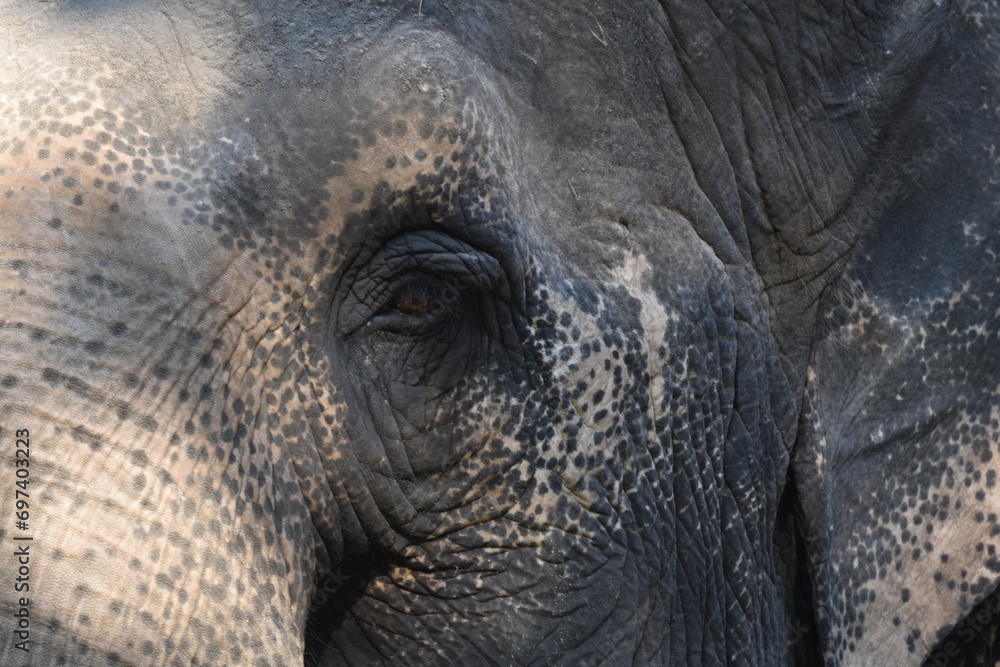 Fototapeta premium Close-up of Lucy the Elephant