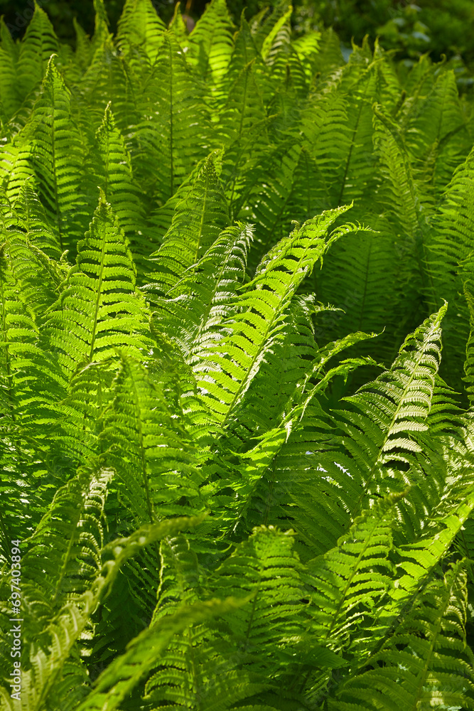 Close up of a European ostrich fern, (Matteuccia struthiopteris) Close up of a European ostrich fern, (Matteuccia struthiopteris)
