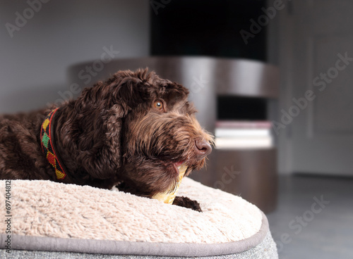 Obraz na plátně Happy dog chewing on dental chew stick made without hide