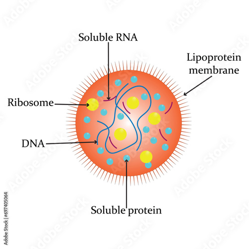 Mycoplasma bacteria diagram. Mycoplasma anatomy. Vector illustration.