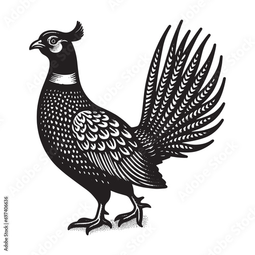 Pheasant bird. Vitange engraving. Vector illustration, cut out objects