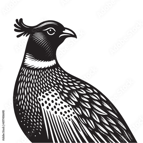 Pheasant bird. Vitange engraving. Vector illustration, cut out objects