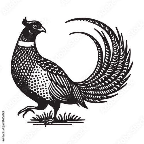 Pheasant bird. Vitange engraving. Vector illustration, cut out objects photo