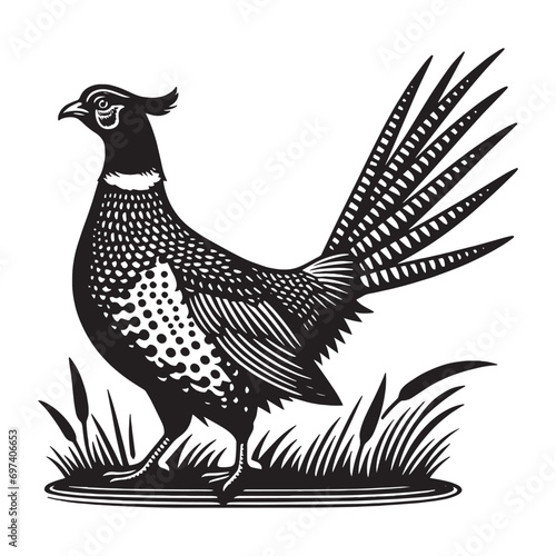 Pheasant bird. Vitange engraving. Vector illustration, cut out objects