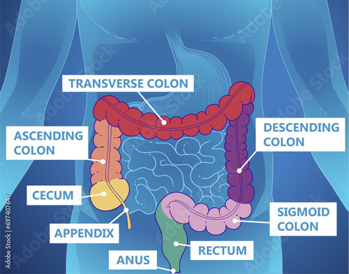 Large intestine. Human anatomy for kids. Healthcare illustration. Vector illustration.