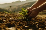 Sustainable Agriculture: Planting Young Tree in Soil