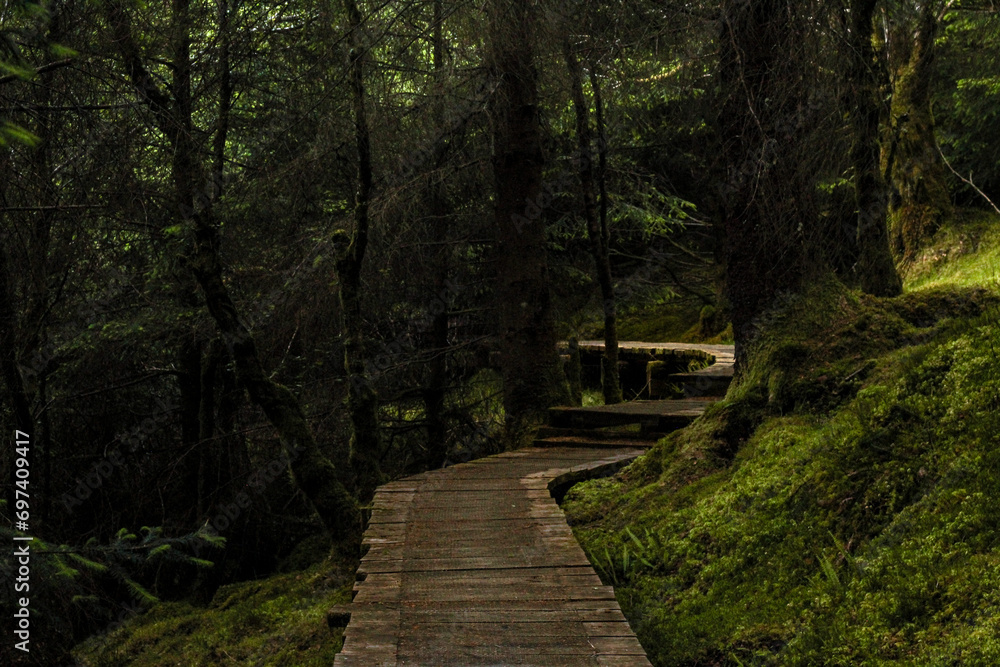 A winding wooden path cuts through a lush green forest, cocooned by towering trees, inviting curiosity and beckoning exploration into the secrets held within. A winding wooden path cuts through a lush green forest, cocooned by towering trees, inviting curiosity and beckoning exploration into the secrets held within.