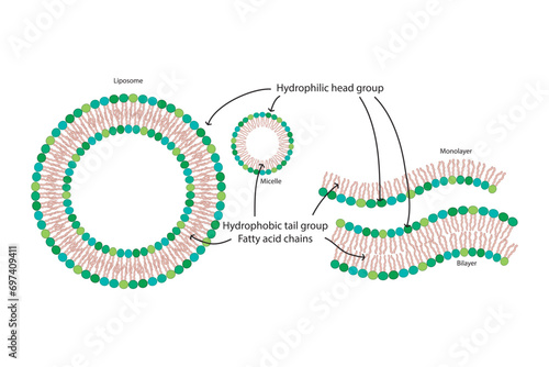 Diagram showing phospholipid structures - Liposome, micelle, monolayer and bilayer. Blue scientific vector illustration.
