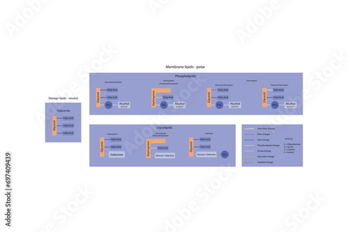Diagram showing classification of lipids - storage lipids, membrane lipids - phospholipid, glycolipid, sulfolipid, etc, including chemical linkages Orange and purple scientific vector illustration.