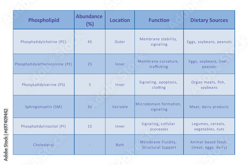 Table showing Phospholipids types, membrane abundance, location, function and dietary sources - including PC, PE, PS, SM, PI. Blue scientific vector illustration.