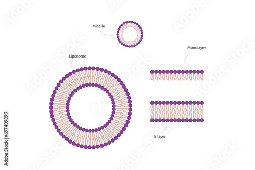 Diagram showing phospholipid structures - Liposome, micelle, monolayer and bilayer - non polar tails and polar heads. Green scientific vector illustration. photo