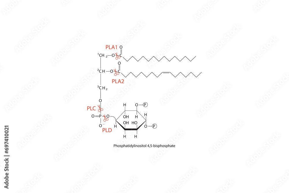 Diagram showing cleavage sites of phospholipases - PLA1, PLA2, PLC, PLD - molecular structure of Phosphatidylinositol 4,5-bisphosphate Scientific vector illustration. Diagram showing cleavage sites of phospholipases - PLA1, PLA2, PLC, PLD - molecular structure of Phosphatidylinositol 4,5-bisphosphate Scientific vector illustration.